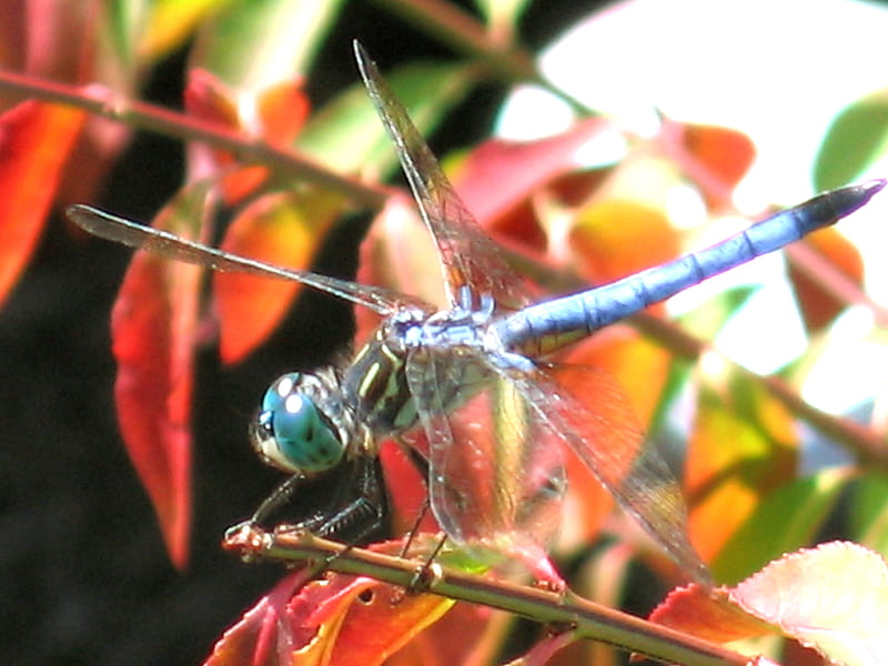 Blue Dragonfly, dragonfly, bug, red, blue, HD wallpaper