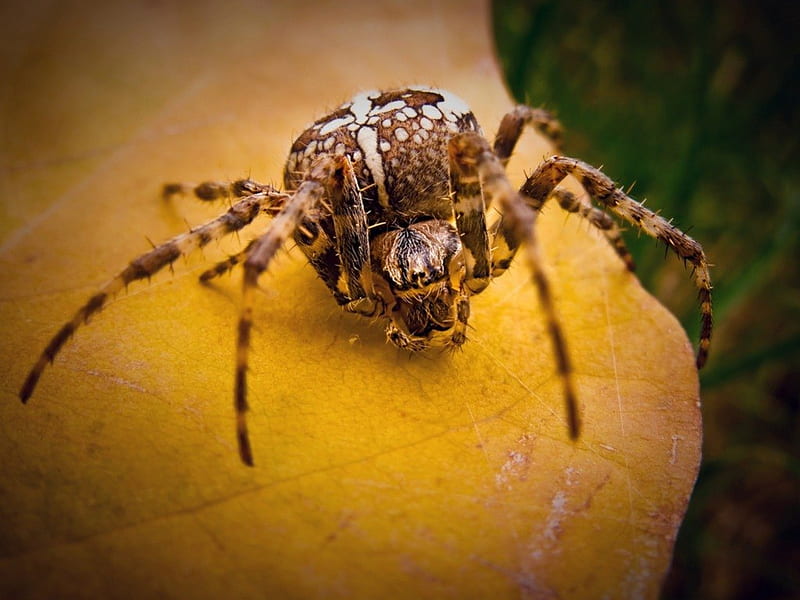 SPIDER, arachnids, HD wallpaper