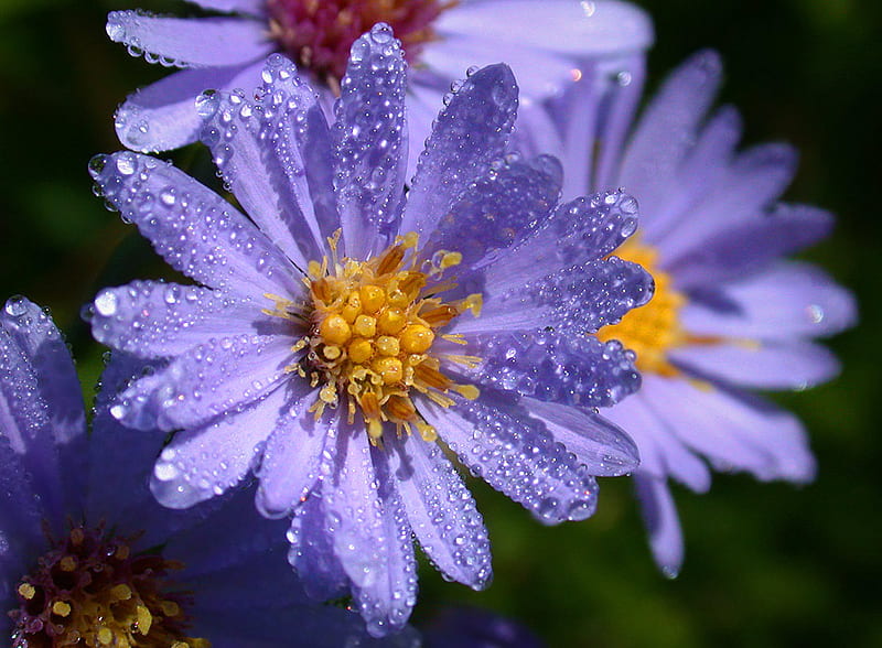 Dewy Flowers, dew, flowers, nature, blue, HD wallpaper