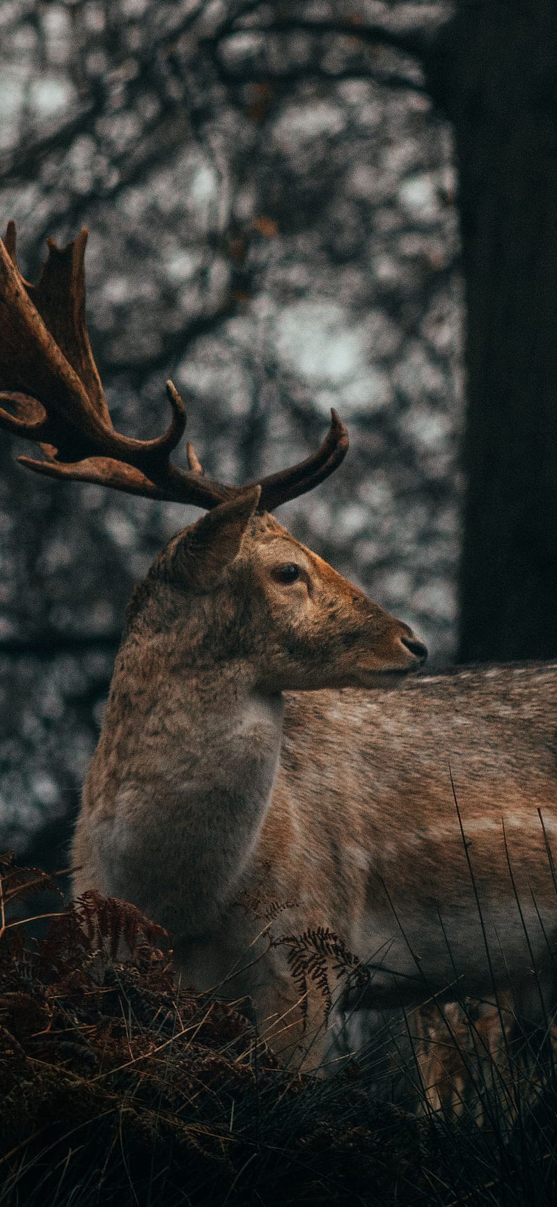 Deer, buck, hunter, hunting, oneplus, oneplus 6t, oneplus6t, HD phone  wallpaper | Peakpx