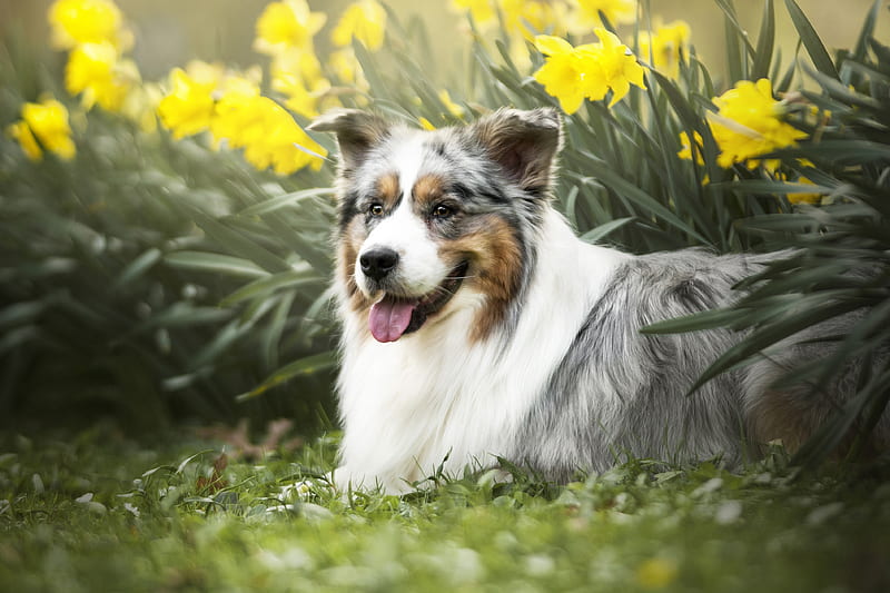 Dogs, Australian Shepherd, Daffodil, Dog, Flower, Pet, HD wallpaper