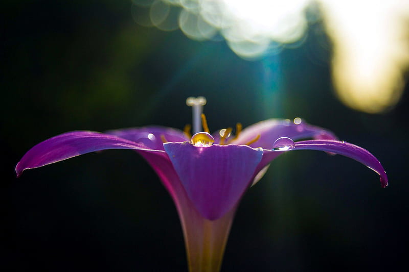 Lirio morado, sol, morado, flor, lirio, naturaleza, luz, Fondo de pantalla  HD | Peakpx