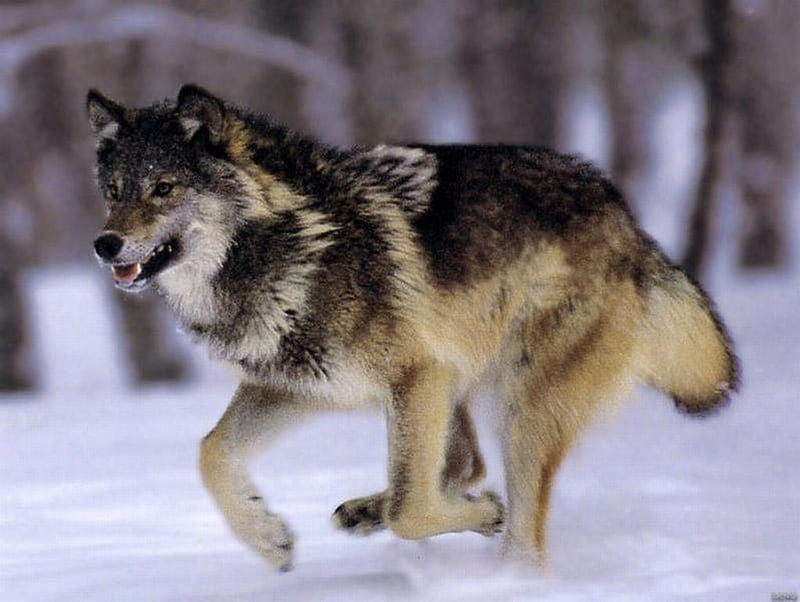 Running Wolf, gray, running, wolf, wolves, dog, HD wallpaper | Peakpx
