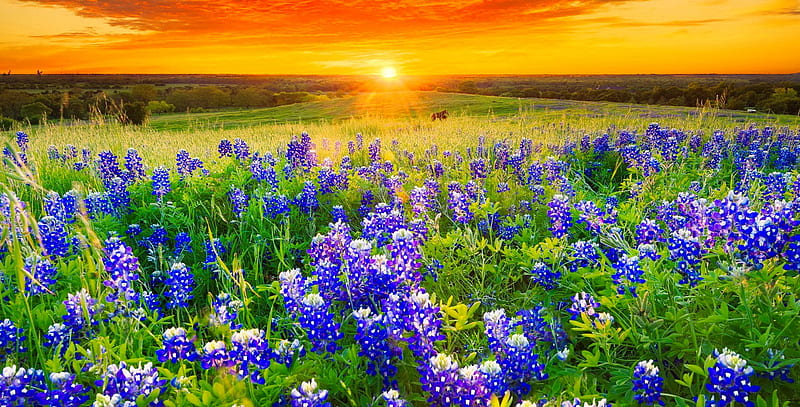 Texas bluebonnets, pretty, glow, grass, fiery, bonito, sunset, wildflowers, flowers, sunrise, Texas, amazing, sunlight, golden, sky, rays, bluebonnets, summer, field, HD wallpaper