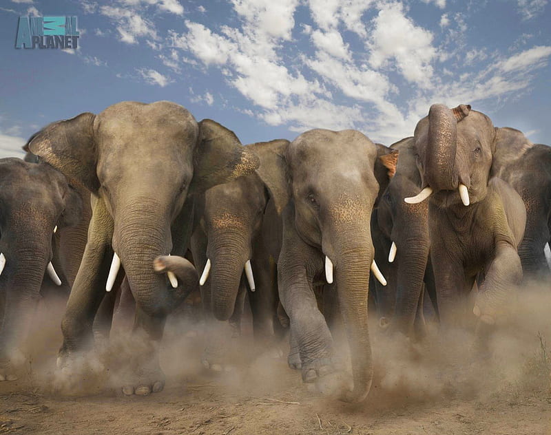Mighty charge, elephants, charge, Africa, herd, HD wallpaper