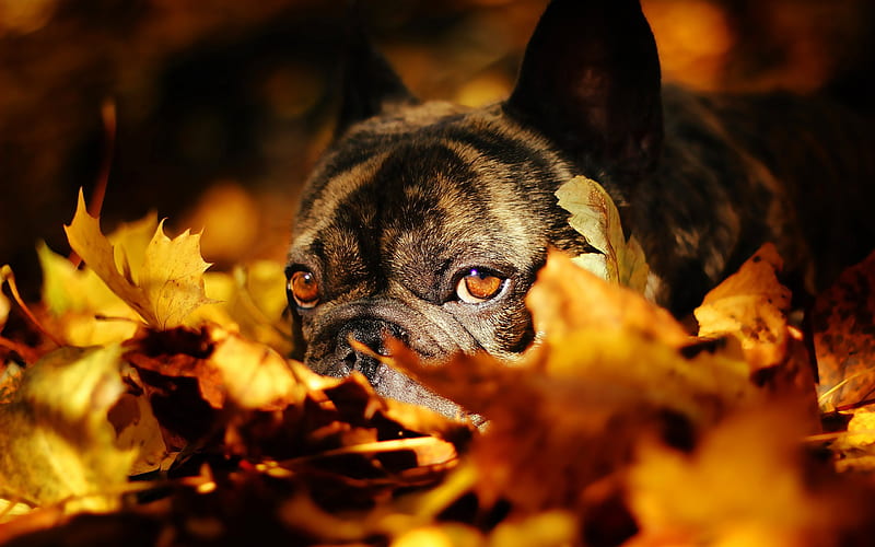 French bulldog, autumn, leaves, dog, HD wallpaper