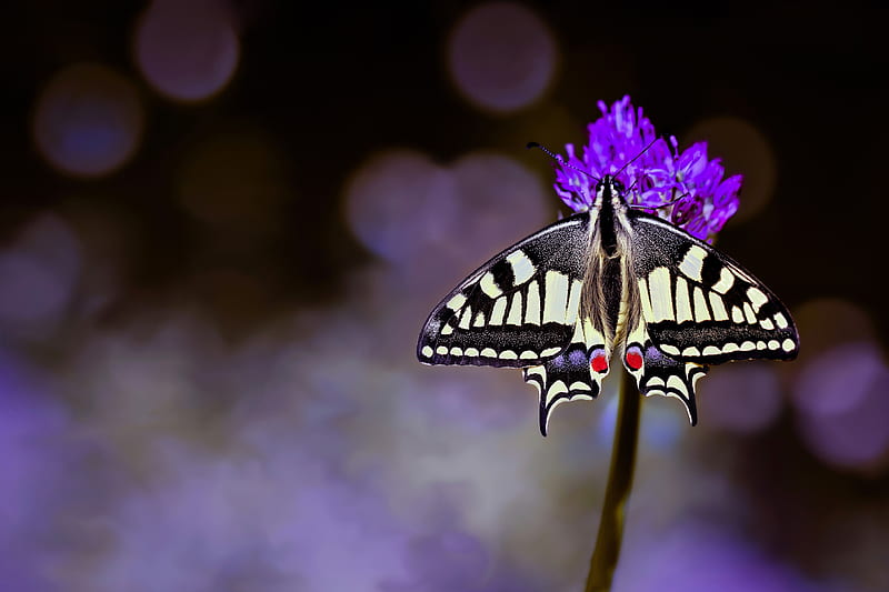 Insects, Swallowtail Butterfly, Butterfly, Flower, Insect, Macro, HD wallpaper