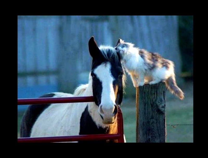 true affection, cute, love, adorable, cat, horse, HD wallpaper