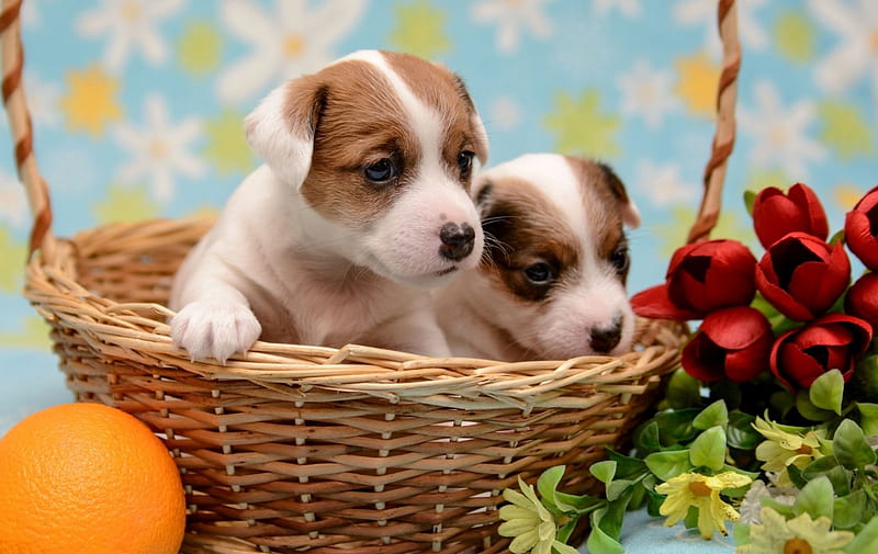 Puppies, red, orange, animal, fruit, green, basket, flower, couple, tulip, puppy, dog, blue, HD wallpaper