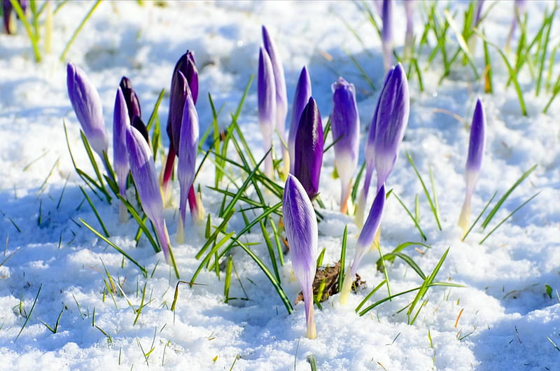 First Sign of Spring, flowers, crocus, snow, blue, HD wallpaper