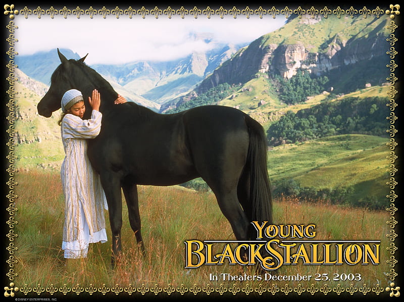 The Young Black Stallion, horse movies, i luv horses, famous horses, black  arabian horses, HD wallpaper | Peakpx