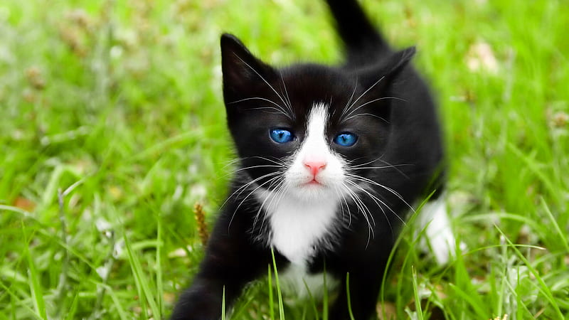 little tuxedo, grass, black, fun, cat, cuddly, animal, play, cute, green, nature, funny, kitten, white, field, blue, HD wallpaper