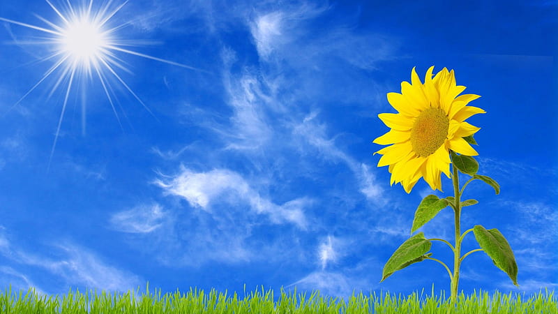 Sunflower With Background Of Sun And Blue Sky With Clouds Flowers, HD wallpaper