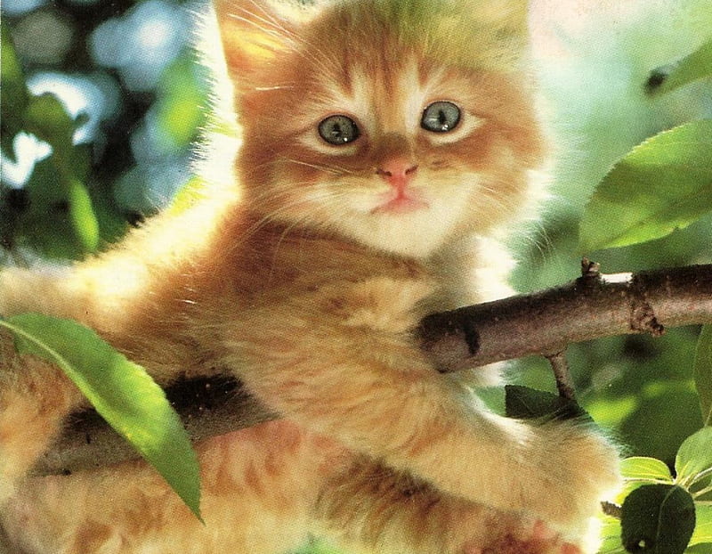 Up a tree, cute, green, kitten, branch, leafs, HD wallpaper | Peakpx