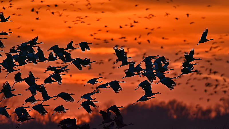 In Flight Party, birds, black, trees, silhouette, USA, wings, orange, striking, Nebraska, cranes, flying, Platte River, HD wallpaper