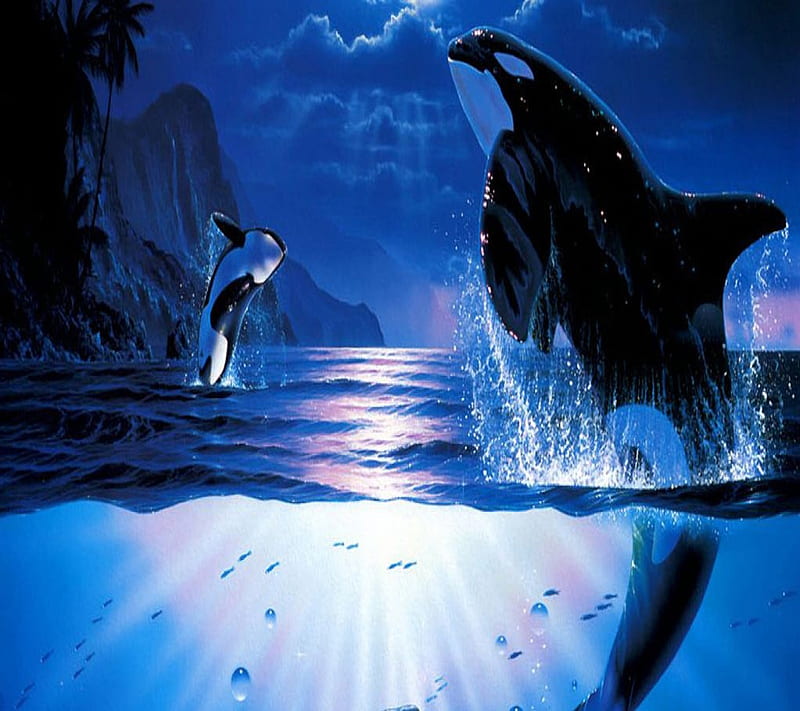 Orca Underwater, HD wallpaper | Peakpx