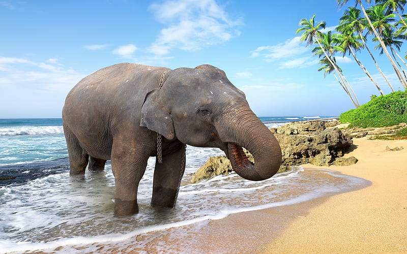 Elephant, summer, beach, Thailand, ocean, HD wallpaper | Peakpx