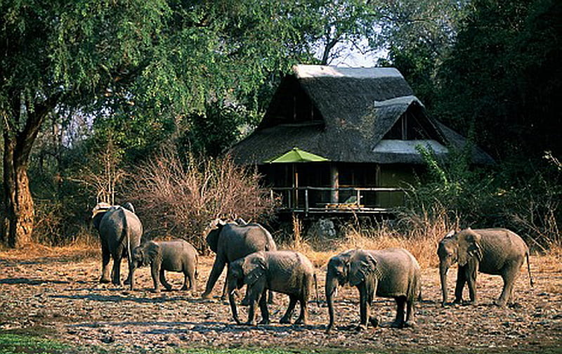 ELEPHANT HERD, elephants, lodge, large, herd, HD wallpaper