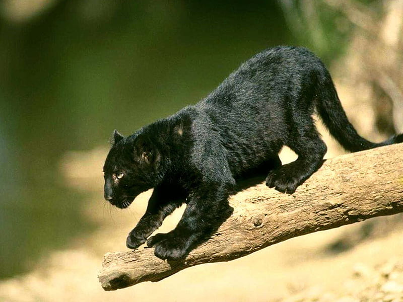 the leap off a log, panther, puma, black cat, HD wallpaper