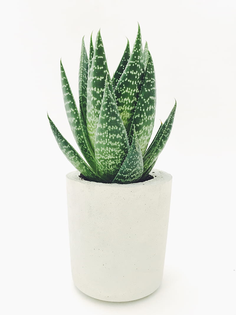 Aloe vera in white pot, HD phone wallpaper