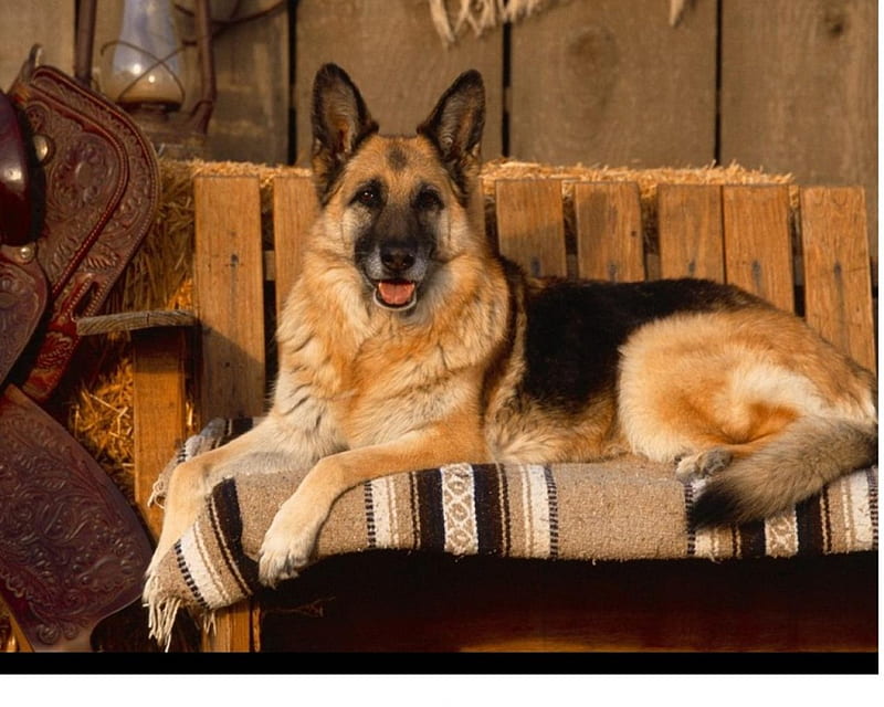 German Shepherd, german, strong, guard, shepherd, dog, HD wallpaper