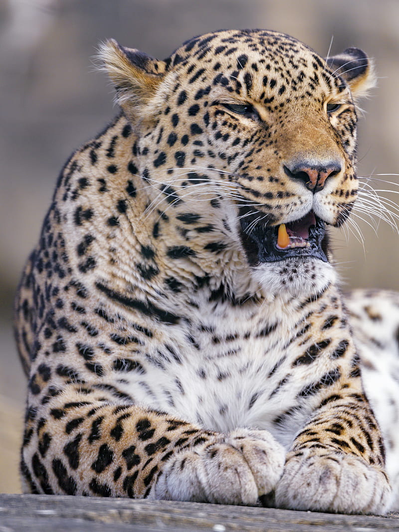 leopard, animal, predator, yawn, big cat, HD phone wallpaper