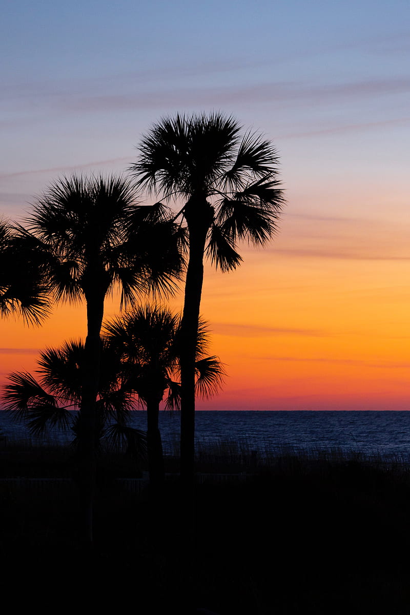 palm trees, trees, sunset, branches, sky, horizon, dark, HD phone wallpaper