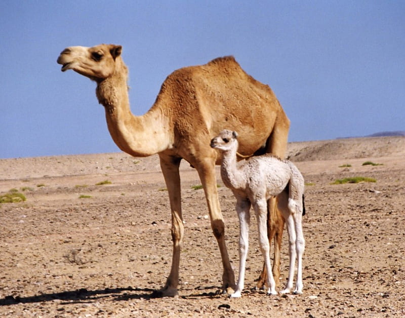 Camel and baby, desert, baby camel, camel, HD wallpaper