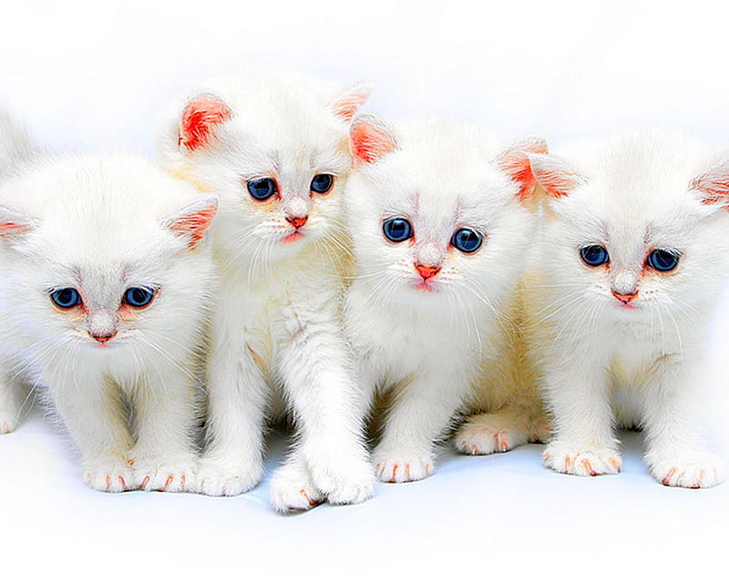 names left to right white purr fec tion, cute, adorable, kitties, four, HD wallpaper