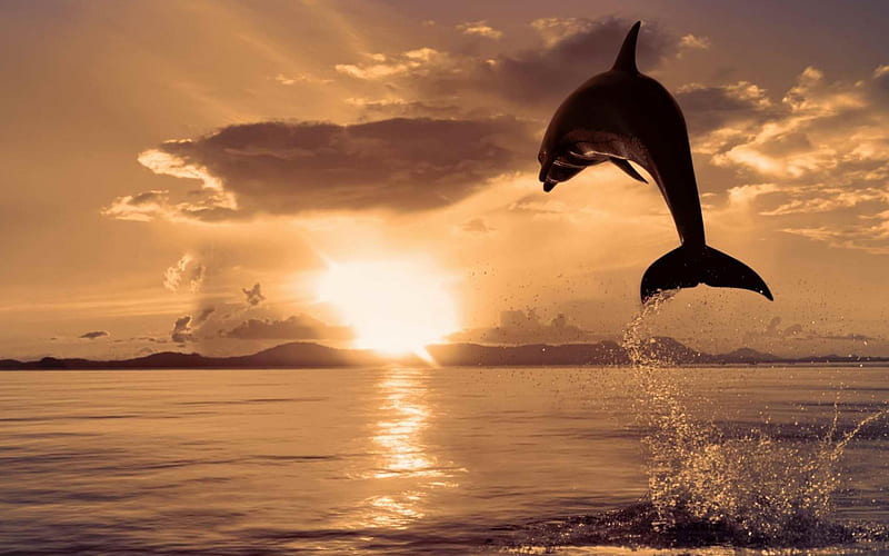 dolphin animal-Animal, HD wallpaper