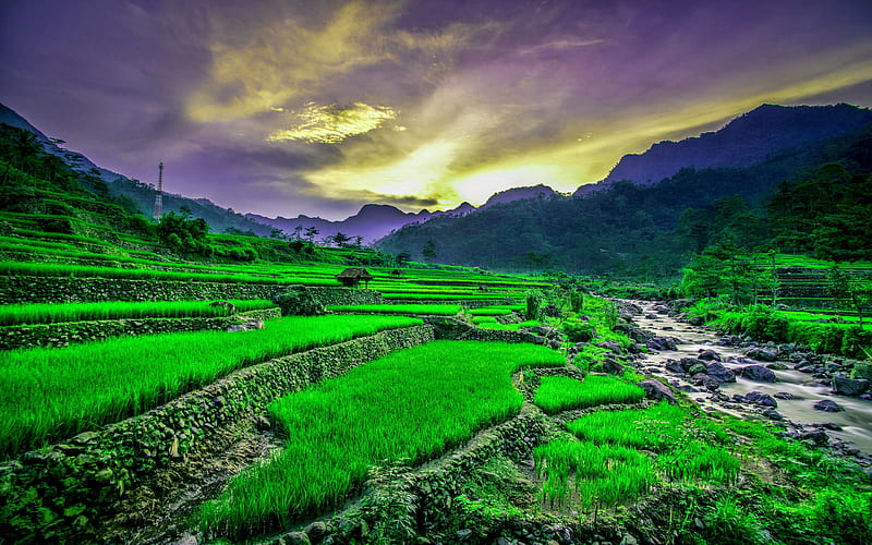 Vietnam, rice fields, river, sunset, mountains, beautiful nature, Asia, R, HD wallpaper
