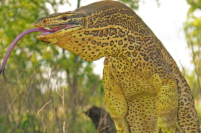Yellow Spotted Monitor, lizard, spotted, yellow, animal, monitor, reptile, HD wallpaper
