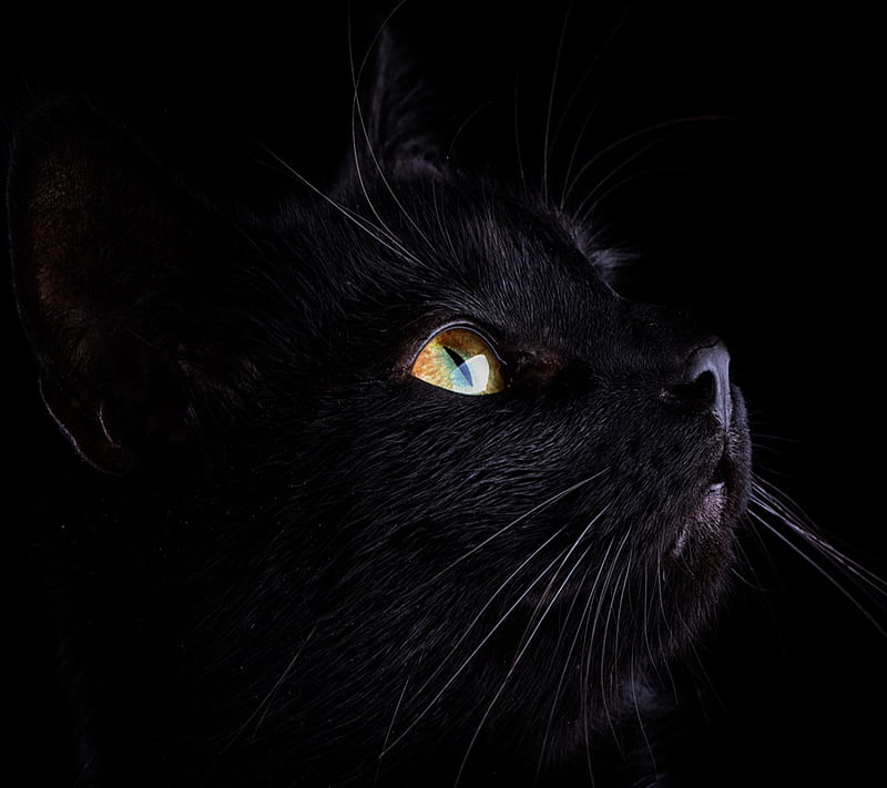 Black Cat, HD wallpaper | Peakpx