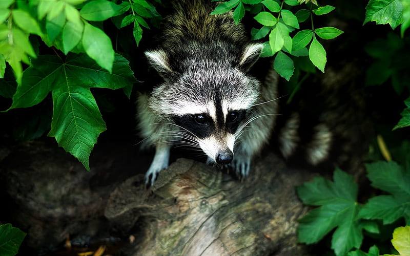 small raccoon, forest, green bushes, green leaves, raccoons, forest animals, HD wallpaper