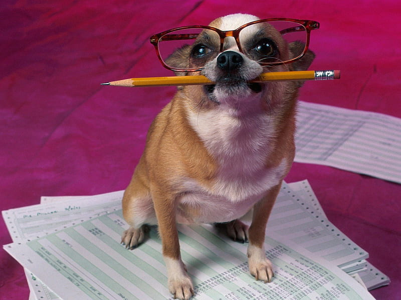Office worker, glass, pencil, office, work, paper, puppy, dog, animal, HD wallpaper