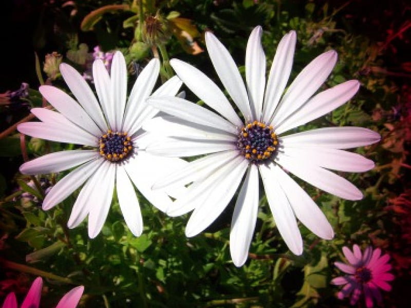 Flowes in the dark, white flowers, daisy, darkened background, HD wallpaper