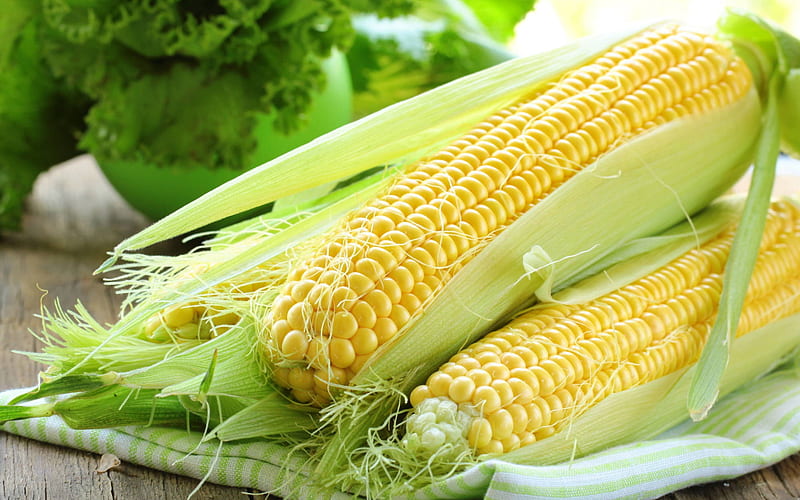 corn, vegetables, corn background, healthy food, background with corn, HD wallpaper