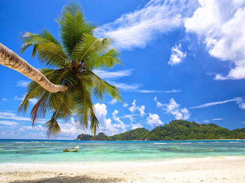 Beach and coconut tree, beach, Sky, Clouds, Coconut, HD wallpaper | Peakpx
