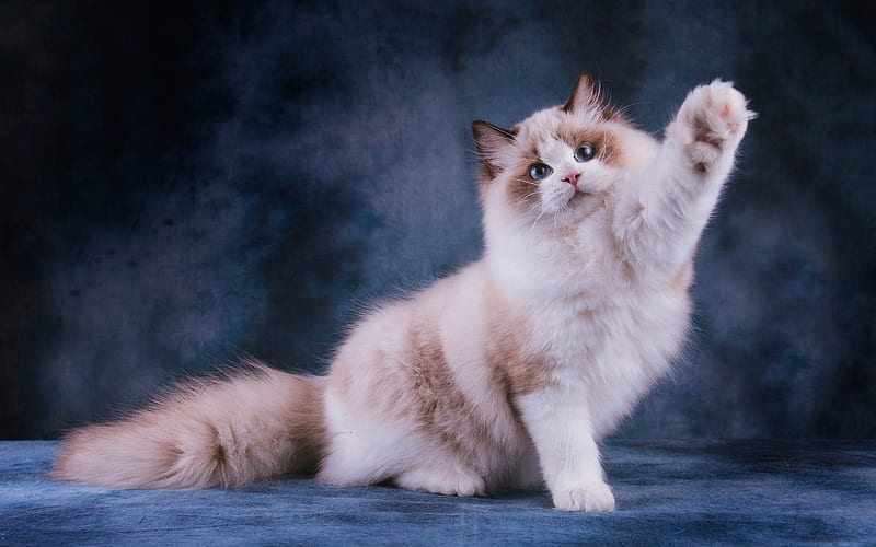Ragdoll, fluffy cat, denectic cat, blue eyes, cats, pets, cute animals, Ragdoll Cats, HD wallpaper