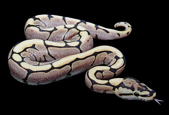 HD fire-spider-ball-python wallpapers | Peakpx