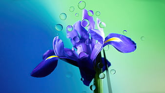 Palabras clave de fondo de pantalla: iris morado flor | Peakpx