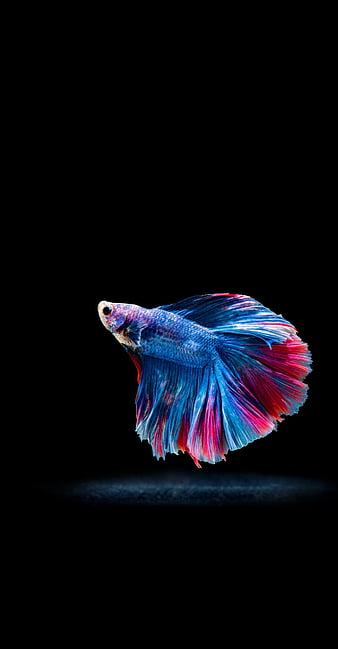 Betta Fish, Fish, Betta, Pink, Male, HD wallpaper