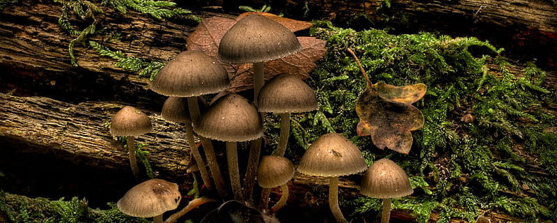 Mushroom in the morning / Pilze im Morgengrauen (dual), dual monitor, graphy, xxl, mushroom, dual screen, mushrooms, HD wallpaper
