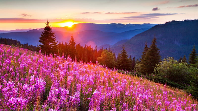 A Beautiful Sunrise over the Mountains, summer, flowers, sunset, sunlights, HD wallpaper