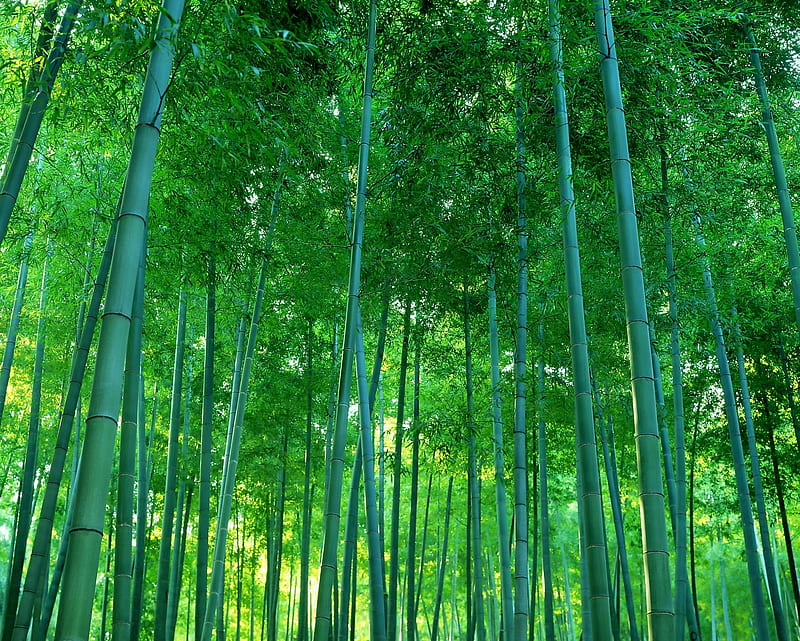Bamboo Forest 2, natue, nice, HD wallpaper