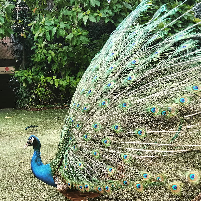 Peacock, amistad, birds, peacocks, HD phone wallpaper