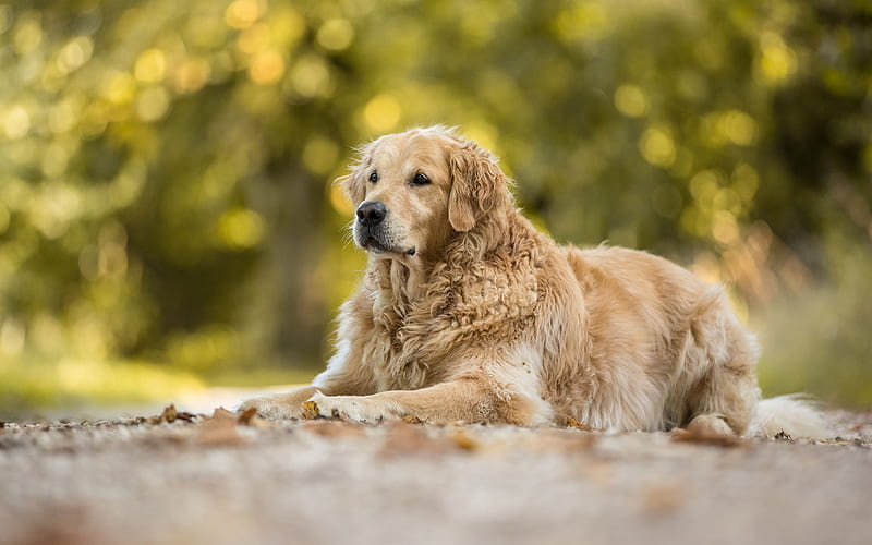 Golden Retriever Dog, lawn, labrador, bokeh, dogs, pets, cute animals, Golden Retriever, HD wallpaper