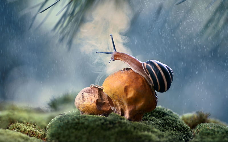 Snail on Puffball, moss, rain, puffballs, snail, HD wallpaper
