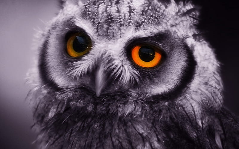 Night Hunter, owl, bird, beak, eyes, animal, feathers, HD wallpaper