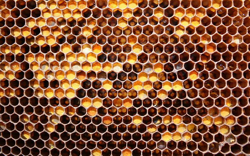 honey, honeycomb, beekeeping, beehives, HD wallpaper